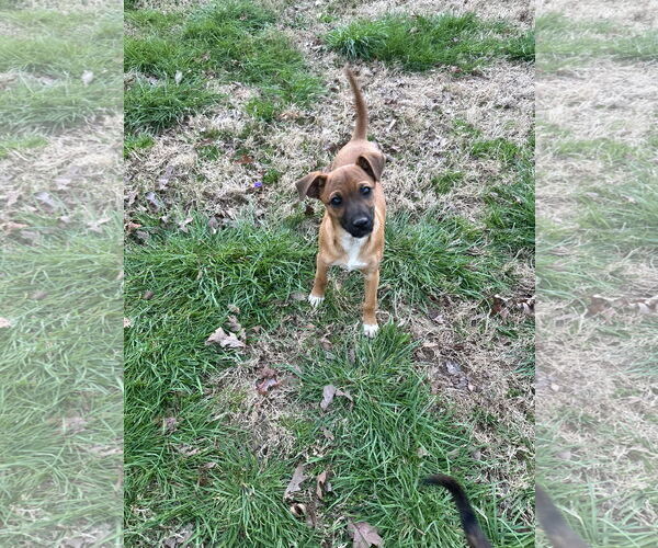 Medium Photo #3 Chihuahua-Unknown Mix Puppy For Sale in Ball Ground, GA, USA