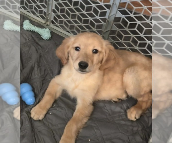 Medium Photo #1 Golden Retriever Puppy For Sale in RIGA, MI, USA
