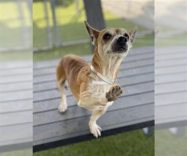Medium Photo #1 Chihuahua-Unknown Mix Puppy For Sale in Downey, CA, USA