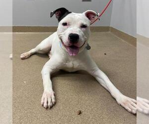 Mutt Dogs for adoption in Aurora, CO, USA