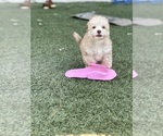 Small Photo #23 Shih-Poo Puppy For Sale in SAN DIEGO, CA, USA