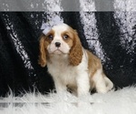 Small #5 Cavalier King Charles Spaniel