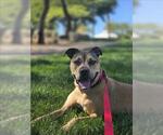 Small #3 American Pit Bull Terrier Mix