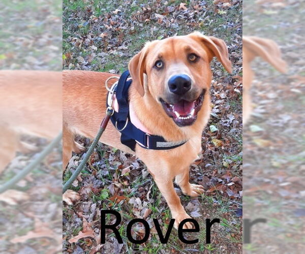 Medium Photo #4 Black Mouth Cur-Labrador Retriever Mix Puppy For Sale in Mountain View, AR, USA