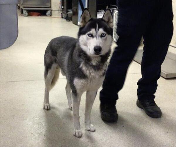 Medium Photo #1 Siberian Husky Puppy For Sale in Riverside, CA, USA