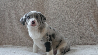 Australian Shepherd Puppy for sale in KENSINGTON, OH, USA