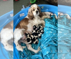 Mother of the Cocker Spaniel puppies born on 03/28/2024