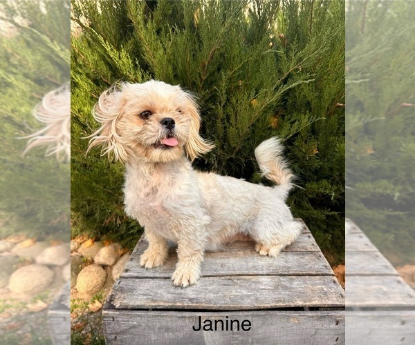 Medium Photo #1 Shih Tzu Puppy For Sale in MIDDLEBURY, IN, USA