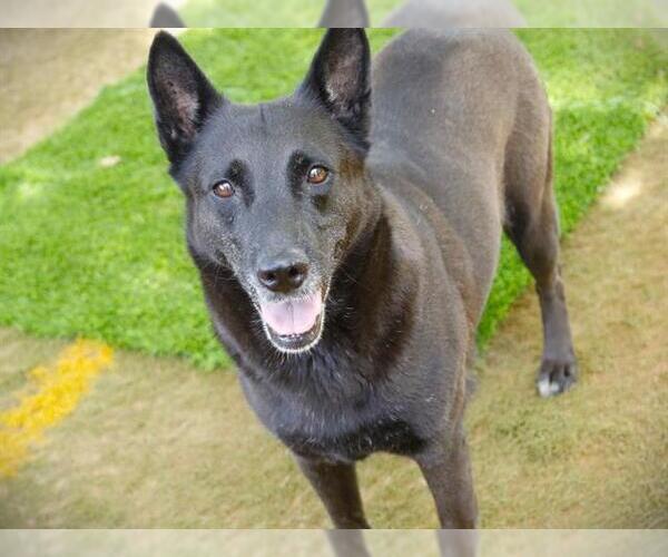 Medium Photo #3 German Shepherd Dog-Unknown Mix Puppy For Sale in Tallahassee, FL, USA