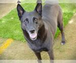 Small #2 German Shepherd Dog Mix