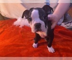 Puppy Sunny Boston Terrier