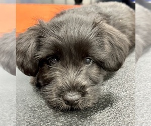 Skye Terrier Puppy for Sale in LAKESIDE, California USA