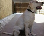 Small Photo #14 Labrador Retriever Puppy For Sale in PLANO, TX, USA