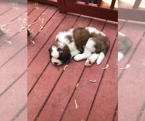 Saint Bernard Puppy for sale in CERESCO, MI, USA