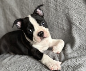 Medium Boston Terrier
