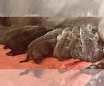 Small #1 Cane Corso