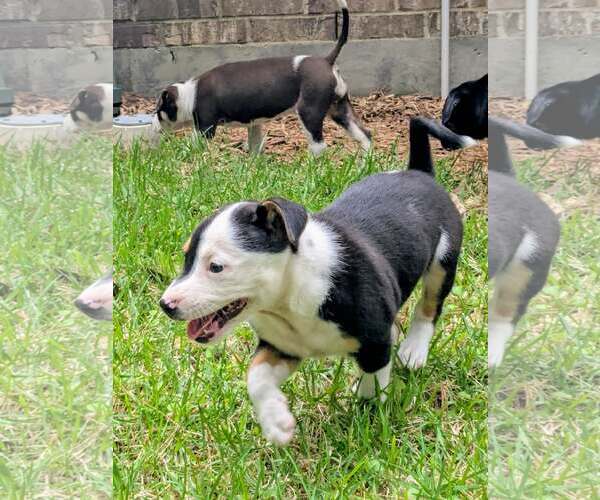 Medium Photo #4 Labrador Retriever-Unknown Mix Puppy For Sale in The Woodlands, TX, USA