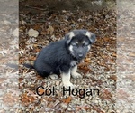 Puppy Col Hogan German Shepherd Dog
