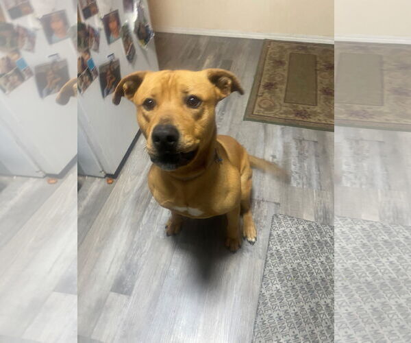 Medium Photo #3  Puppy For Sale in , 