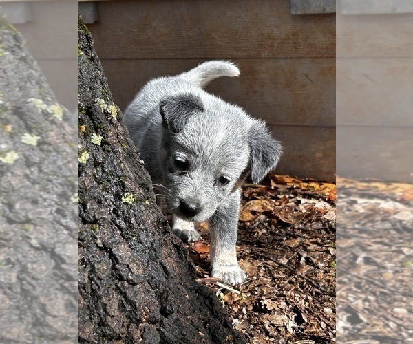 Medium Photo #5 Australian Cattle Dog Puppy For Sale in OREGON HOUSE, CA, USA