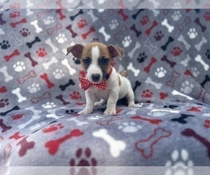 Jack Russell Terrier Puppy for Sale in LAKELAND, Florida USA