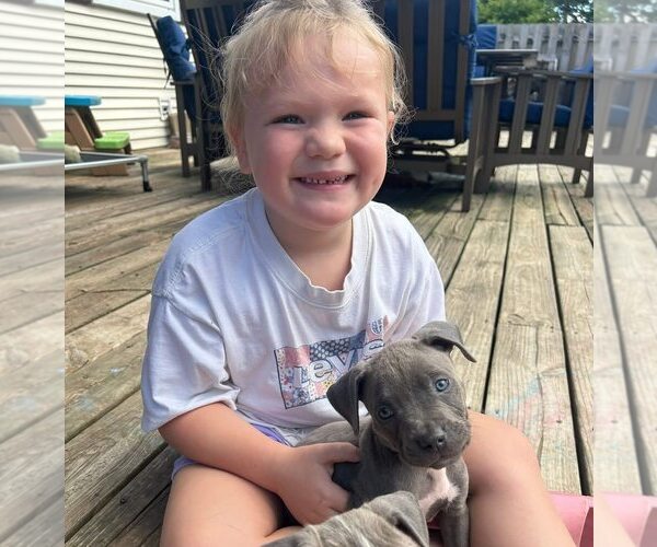 Medium Photo #1 American Pit Bull Terrier-American Staffordshire Terrier Mix Puppy For Sale in Belleville, MI, USA