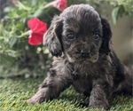 Puppy Cooper Cocker Spaniel
