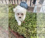 Small #2 Maltese