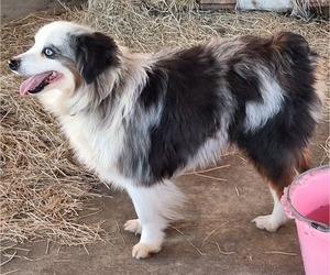Father of the Miniature Australian Shepherd puppies born on 05/05/2025