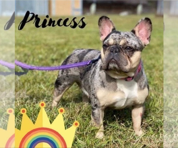 Medium Photo #1 French Bulldog Puppy For Sale in NAPLES, FL, USA