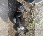 Puppy HotsyTotsy Labrador Retriever