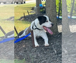 American Staffordshire Terrier-Unknown Mix Dogs for adoption in Holly Springs, NC, USA