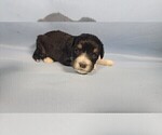 Small Photo #38 Bernedoodle (Miniature) Puppy For Sale in BLACK FOREST, CO, USA