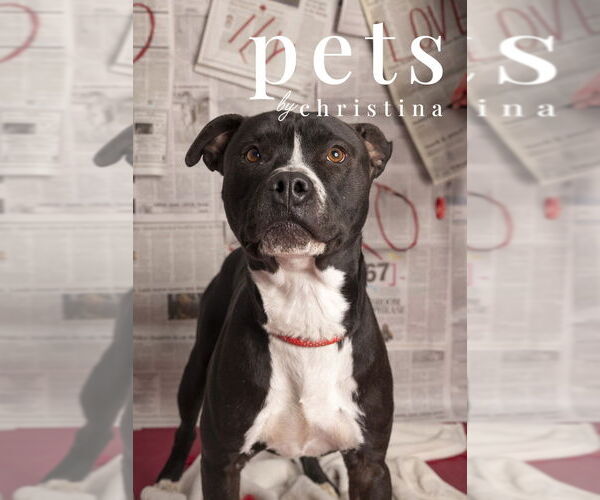 Medium Photo #1 Mutt Puppy For Sale in Foristell, MO, USA