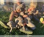 Small Photo #9 Weimaraner Puppy For Sale in WILLOWS, CA, USA