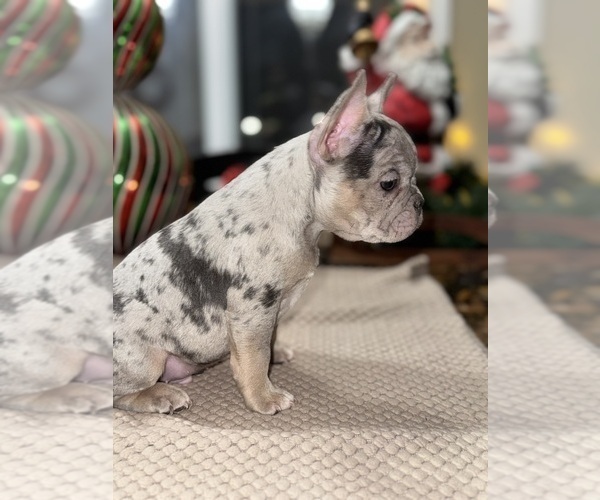 Medium Photo #6 French Bulldog Puppy For Sale in HILTON, NY, USA