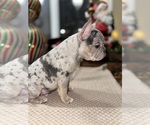 Small Photo #6 French Bulldog Puppy For Sale in HILTON, NY, USA