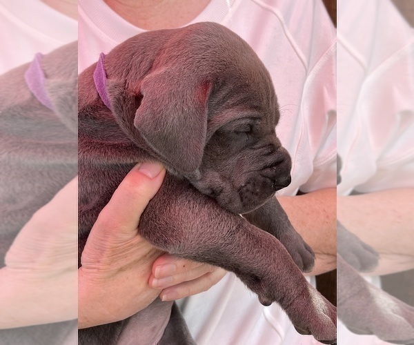 Medium Photo #3 Great Dane Puppy For Sale in IDAHO FALLS, ID, USA