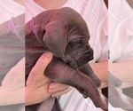 Small Photo #3 Great Dane Puppy For Sale in IDAHO FALLS, ID, USA