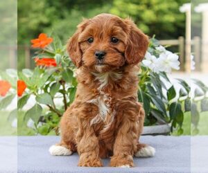 Cavapoo Puppy for sale in EAST EARL, PA, USA