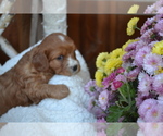 Small #3 Cavapoo