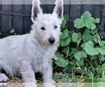 Small Photo #7 West Highland White Terrier Puppy For Sale in WHITEWOOD, SD, USA