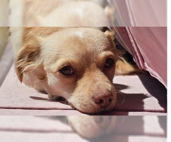 Medium Photo #1 Colonial Cocker Spaniel-Dachshund Mix Puppy For Sale in Studio City, CA, USA