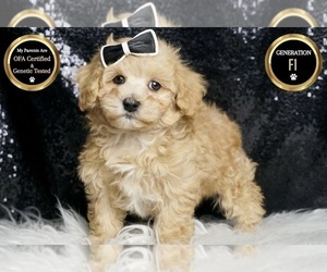 Maltipoo Puppy for sale in WARSAW, IN, USA