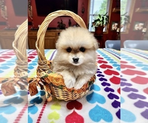 Pomeranian Puppy for sale in GLASGOW, KY, USA