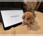Small #9 Goldendoodle