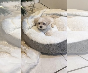 Maltipoo Puppy for sale in WEST PALM BCH, FL, USA