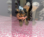 Small #3 Yorkshire Terrier