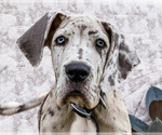 Small #2 Great Dane