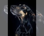 Small Photo #5 Doberman Pinscher-Labrador Retriever Mix Puppy For Sale in Tuscaloosa, AL, USA